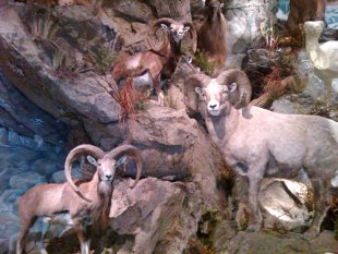 Trophy Room Lighting Design