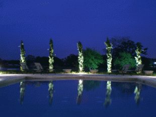 Italian Cypress Trees