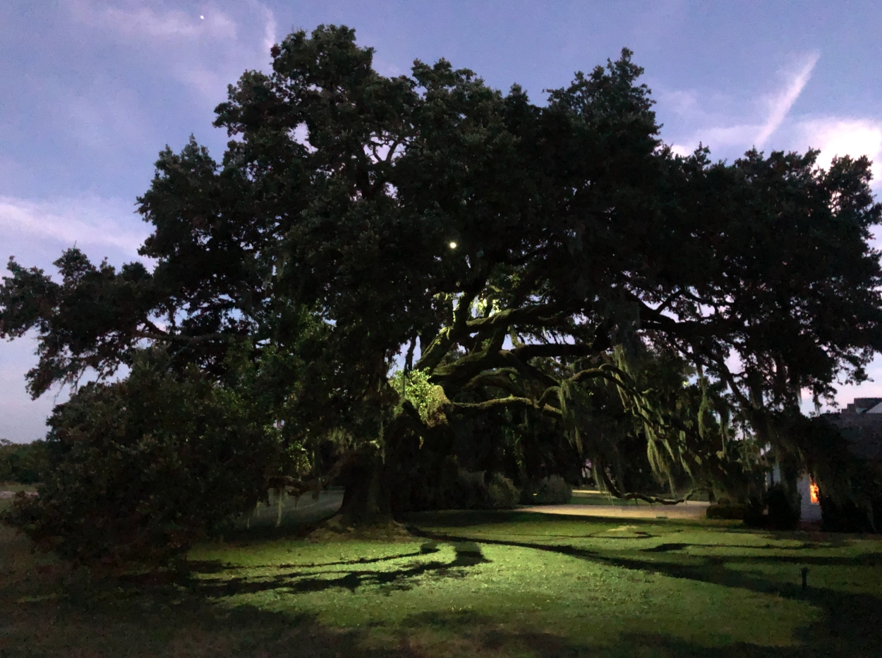 Tree Uplighting by Illuminations Lighting